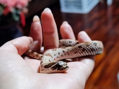 -酷以爬仙阁实体爬宠店·守宫·蜥蜴·专业繁育