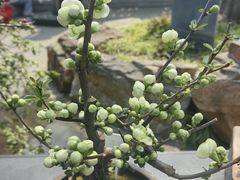 -苏州上方山国家森林公园