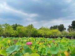 -莲花池公园
