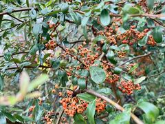 -伴山茶苑·围炉煮茶