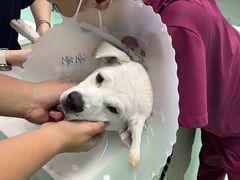 -北京观赏动物医院·24小时大型综合·猫专科·异宠专科