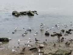 -深圳湾公园(南山区)
