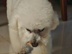 -艾贝尔宠物医院 ·内科全科(梁溪路店)