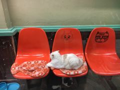 -猫咪博物馆(顶澳仔猫街店)