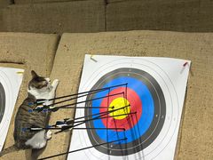 -蓝天射箭馆·专业射箭运动(诚丰广场店)