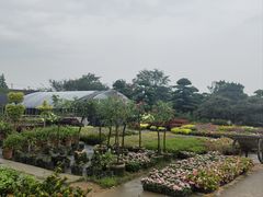 -龙大花卉苗木市场