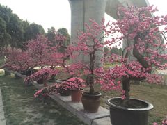 -秀丽东方