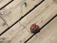 -吴淞炮台湾湿地森林公园烧烤区