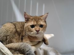 -COLOR PETS 撸猫馆·购猫·猫咖(长风大悦城店)