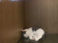 -悠尼宠物·独立低压伊珊娜洗护·美容·寄养(兰谷路店)
