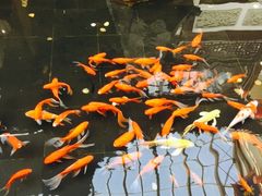 -肯德基(大悦城D馆店)