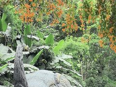 -野象谷景区
