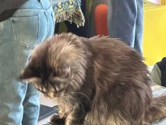 -平行世界·猫咖(首经贸店)