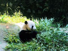 -都江堰中华大熊猫苑