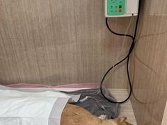 -北京观赏动物医院·24小时大型综合·猫专科·异宠专科