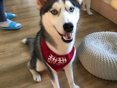 -Husky Go! 哈士奇体验馆·宠物咖啡厅狗咖