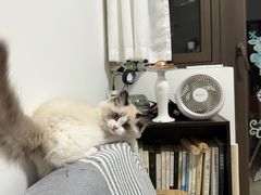 -小猫来了·猫舍(红山六九七九店)