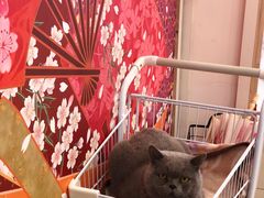 -遇见羊驼·奶狗咖·布偶猫咖·法斗柯基柴犬阿拉斯加(春熙路太古里IFS店)