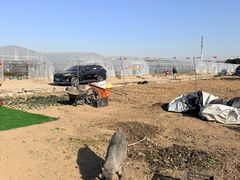 -喜杨洋草莓采摘园