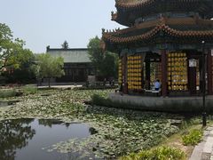 -曹州牡丹园