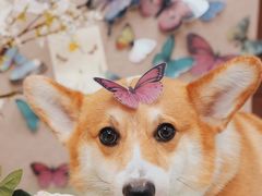 -Oh My Dog宠物沙龙(伊珊娜皮毛护理店)