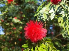 -西双版纳原始森林公园