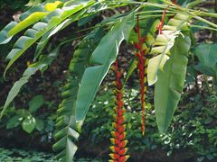 -中国科学院西双版纳热带植物园