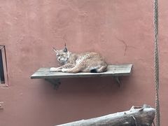 -青藏高原野生动物园