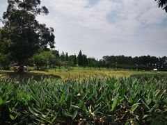 -两河城市森林公园