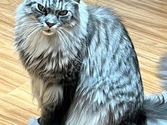 -MOCHA明星猫咖(田子坊店)