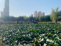-前关湿地公园
