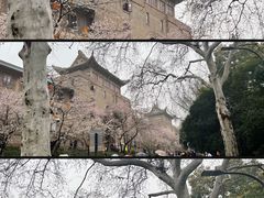 -武汉大学-樱园