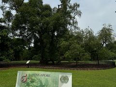 -新加坡植物园