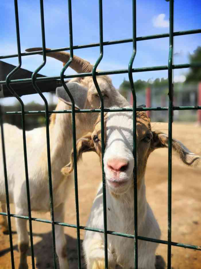 8人赞22为宝独尊2019年6月19日打分世博园里的萌宠乐园由5个小馆组成