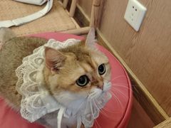 -MOCHA明星猫咖(田子坊店)