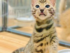 -袖虎·猫馆(体育西路店)