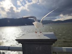 -海埂大坝
