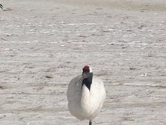 -黑龙江扎龙生态旅游区