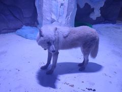-海合安成都极地海洋公园