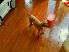 -畜牧兽医站(共江路店)