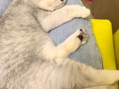 -lincat·猫舍(广州店)