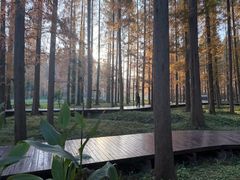 -黄海国家森林公园