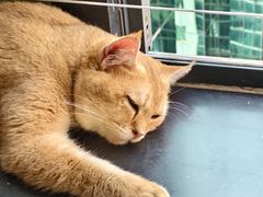 -楼上猫咖(罗湖店)