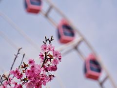 -顾村公园