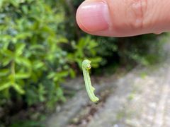 -紫金山天文台