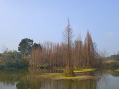 -桤木河湿地公园