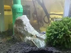 -骆驼日式搬家收纳整理
