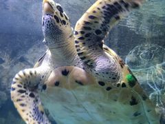 -太平洋海底世界