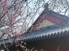 -桃花堤公园