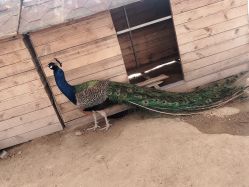 -萌宠亲子动物乐园(槐房万达店)